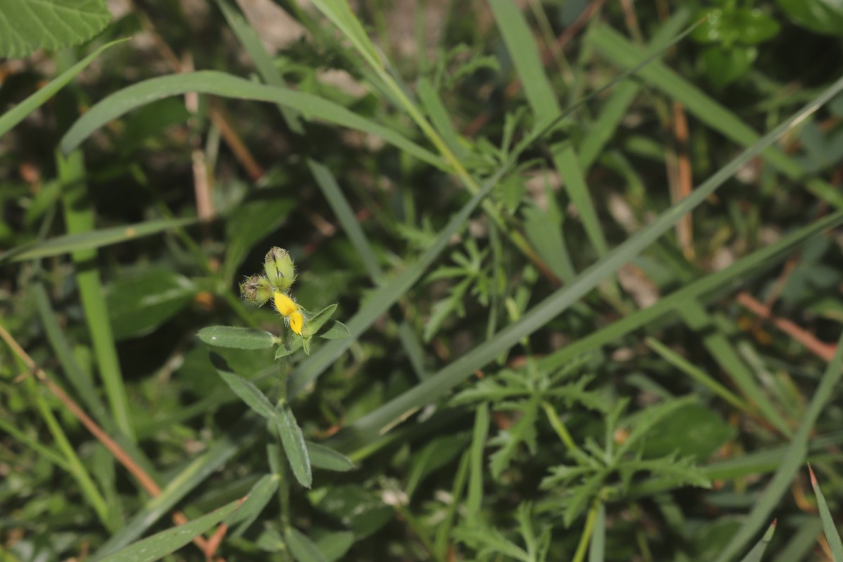 Crotalaria montana B.Heyne ex Roth